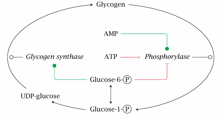 Allosteric regulation of glycogen synthase and phosphorylase by ATP,
                    AMP, and glucose-6-phosphate