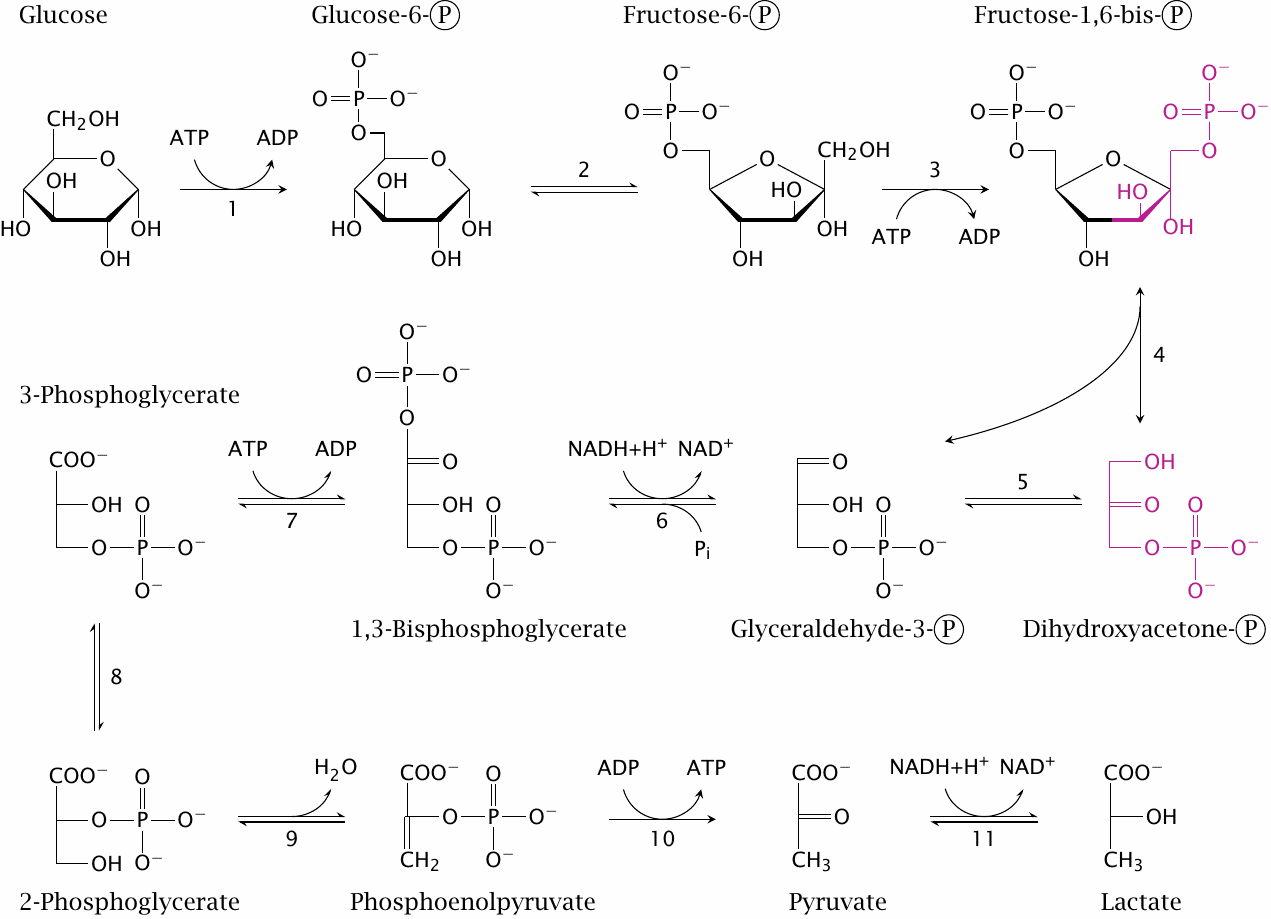 Schematic showing all structures and reactions in glycolysis