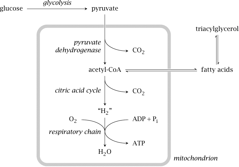Schematic showing the degradation of glucose by (successively)
                    glycolysis, pyruvate dehydrogenase, TCA cycle, and respiratory chain