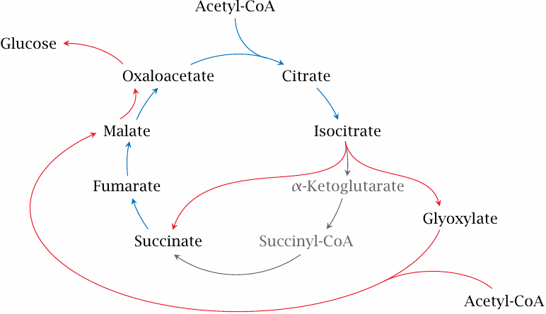 Outline of the glyoxylate cycle and its connections to the TCA cycle