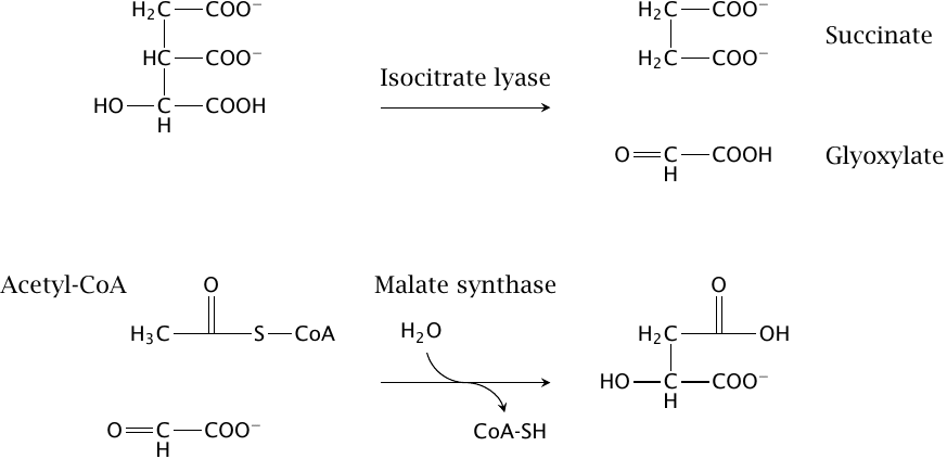 Reaction schemes for isocitrate lyase and malate synthase, the two
                    enzymes that enable the glyoxylate cycle