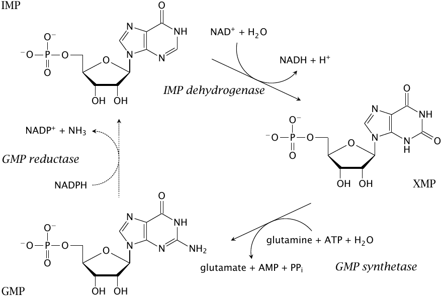 Biosynthesis of guanosine monophosphate (GMP) from inosine
                    monosphosphate (IMP)