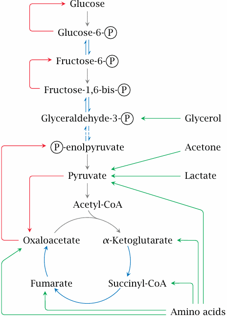 Overview of gluconeogenesis and connected pathways