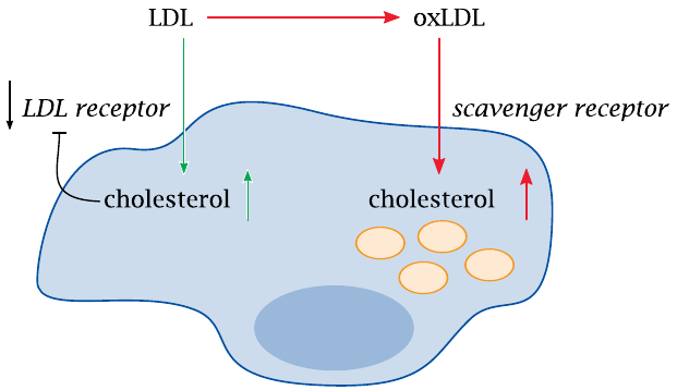 Schematic of a macrophage and its dual LDL uptake pathways: unmodified
                    LDL is taken up via the LDL receptor, while modified LDL is taken up via the
                    scavenger receptor