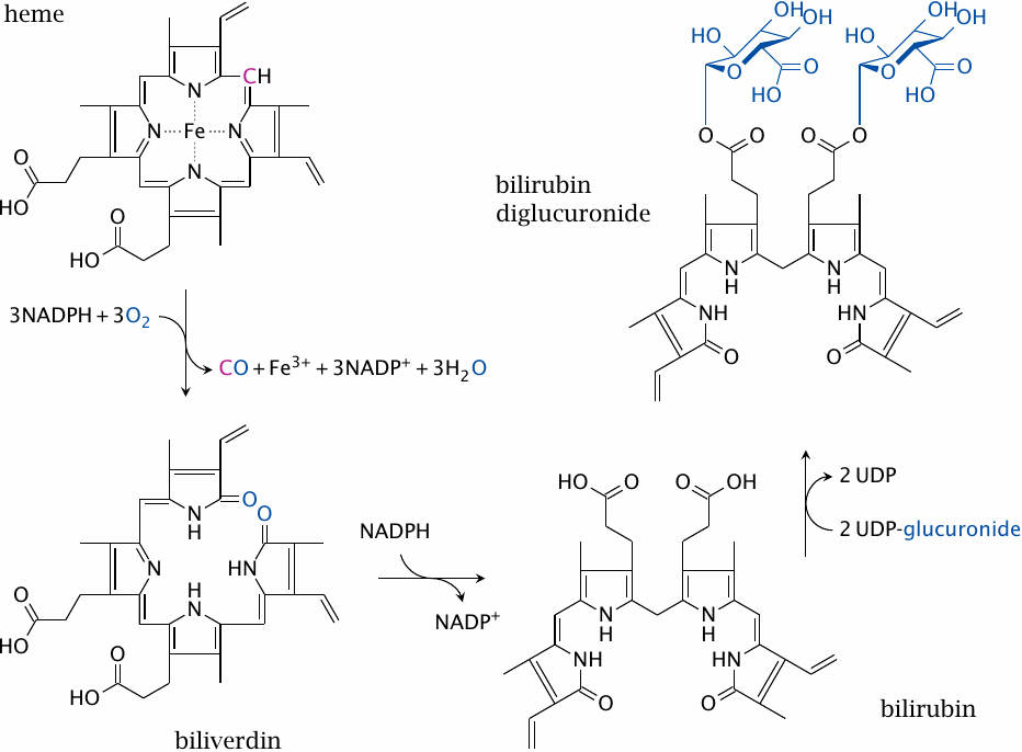 Heme degradation