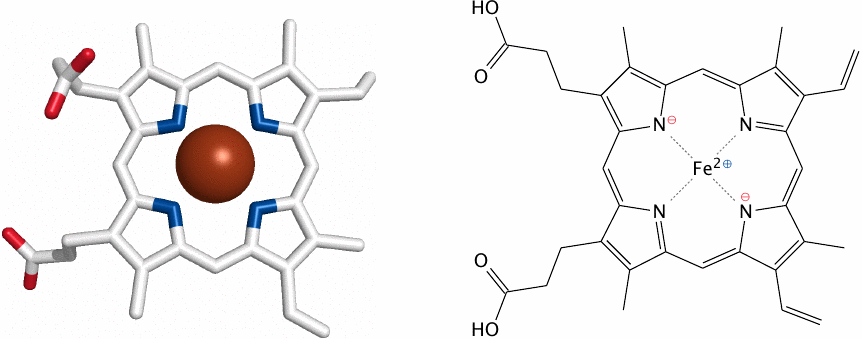 Structure and function of heme