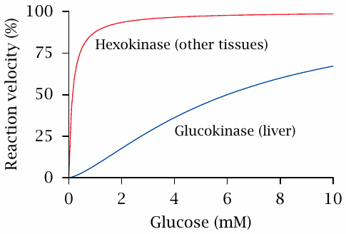 Plot of hexokinase and glucokinase catalytic rates vs glucose
                    concentration. Hexokinase becomes saturated with substrate much more readily.