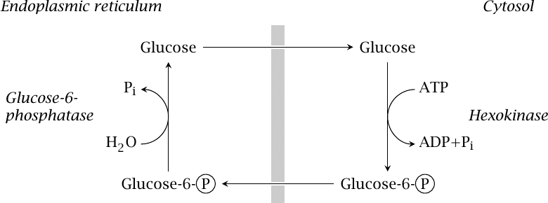 Compartmentalization of glucose phosphorylation and dephosphorylation