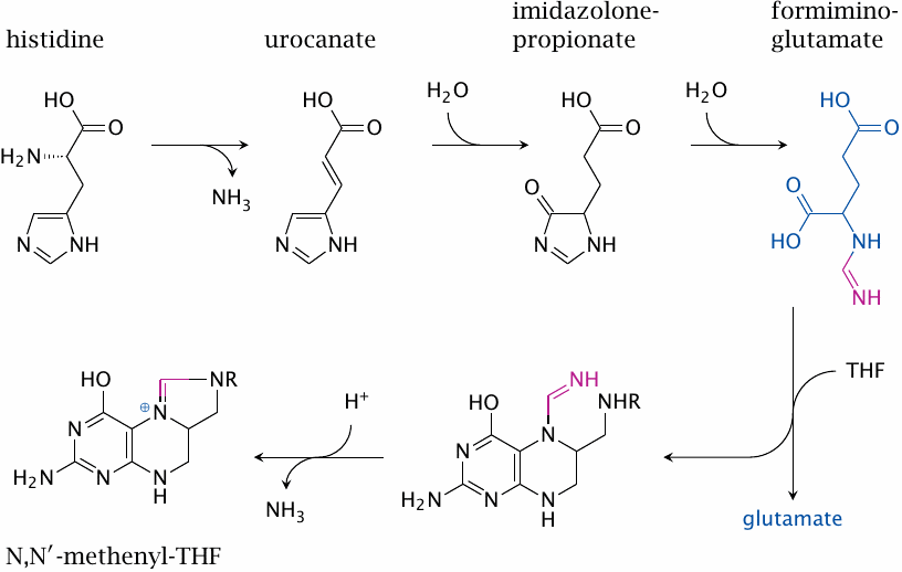 Overview of histidine degradation, highlighting the synthesis of
                    N,N’-methenyl-tetrahydrofolate