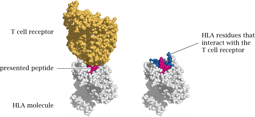 Crystal structure of an HLA molecule with antigenic peptide and bound
                    T-cell receptor