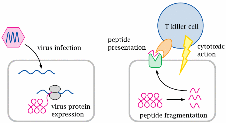 Simplified schematic of T-cell response to virus-infected cells