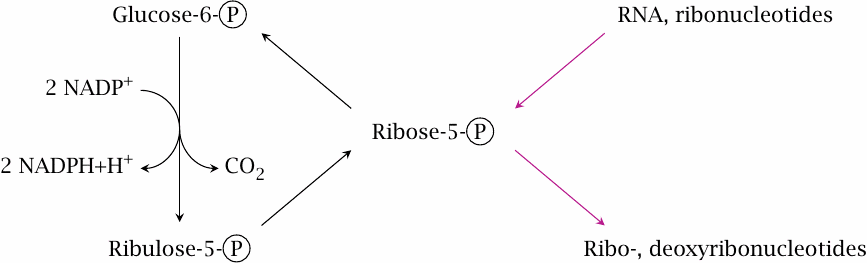 Outline of the hexose monophosphate shunt and its connections to
                  nucleotide synthesis and degradation