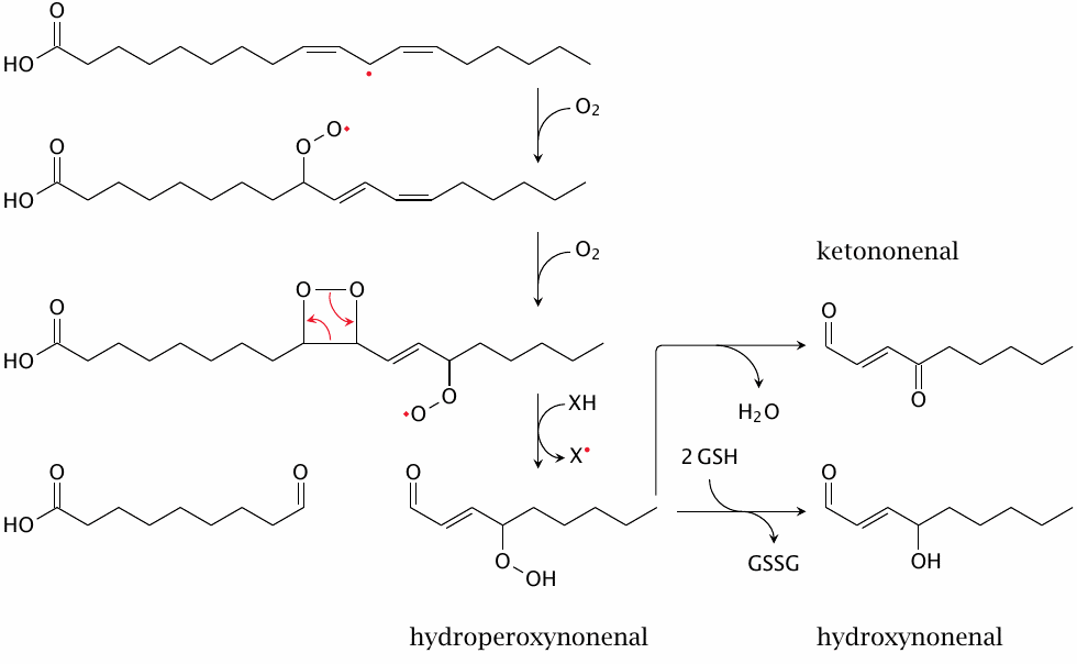 Toxic products of lipid peroxidation: hydroxynonenal