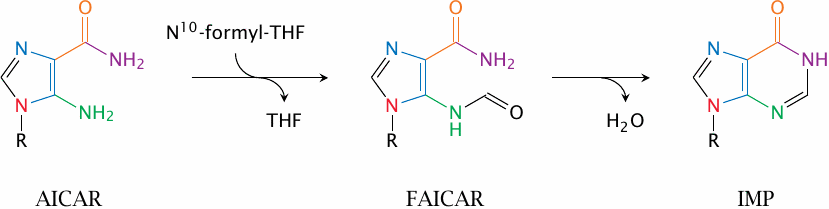 Biosynthesis of inosine monophosphate (3): from AICAR to IMP