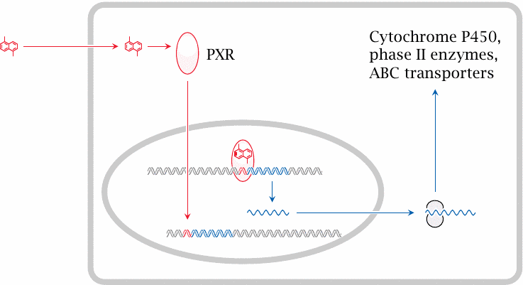 Transcriptional induction of CYP450 3A4