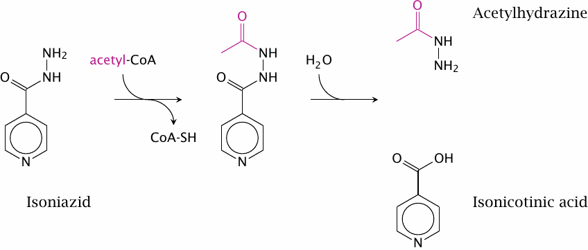 Acetylation of INH by N-acetyltransferase 2 (NAT 2)