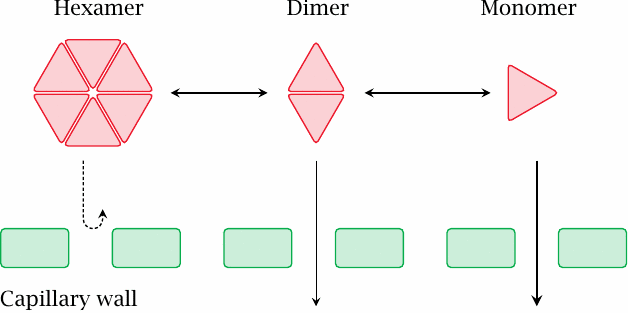 Schematic illustrating insulin oligomer formation/dissocation and its
                    effect on uptake into the circulation