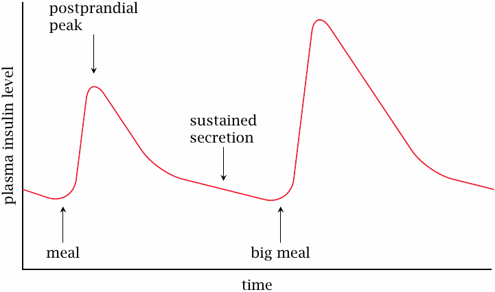 Schematic showing the time course of insulin plasma levels in response
                    to meals
