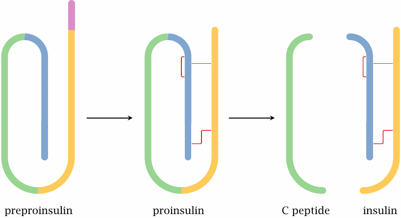 Schematic of the structures of preproinsulin, proinsulin, and insulin
