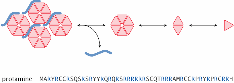 Schematic illustration of insulin-protamine complexes