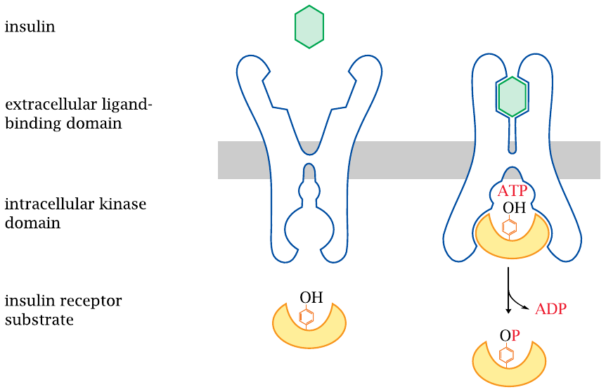 Schematic illustration of the insulin receptor