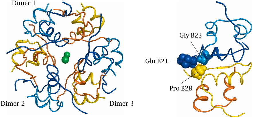 Crystal structure of insulin