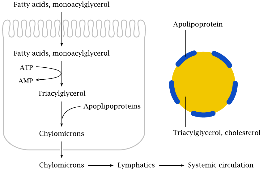 Schematic illustrating the uptake of fatty acids and monoacylglycerol,
                    their conversion to triacylglycerol, and the formation of chylomicrons by
                    intestinal cells
