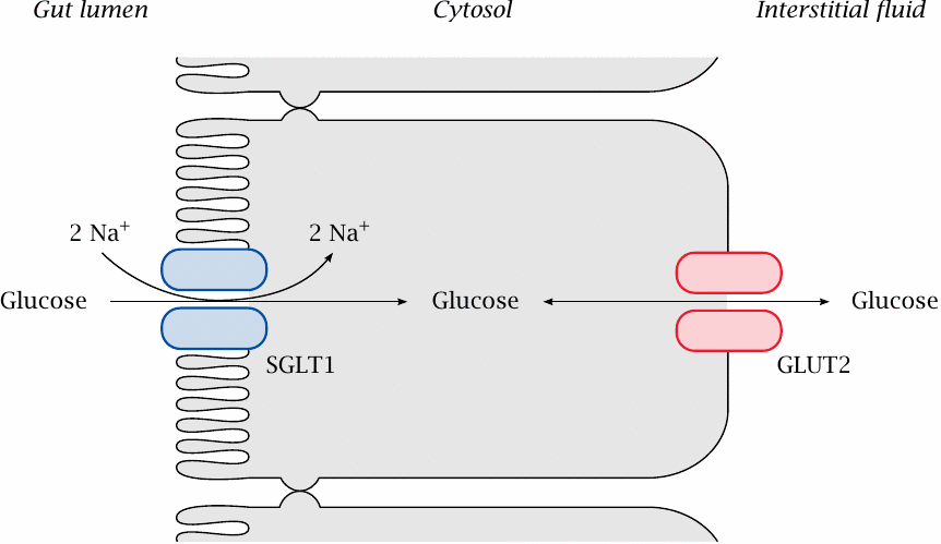 Schematic glucose transport across an intestinal epithelial cell