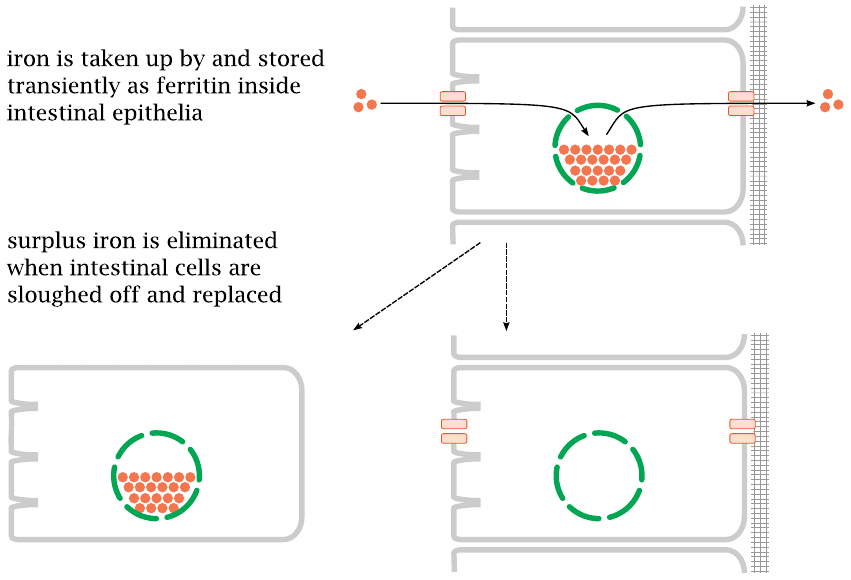 Ferritin in the small intestine regulates iron uptake