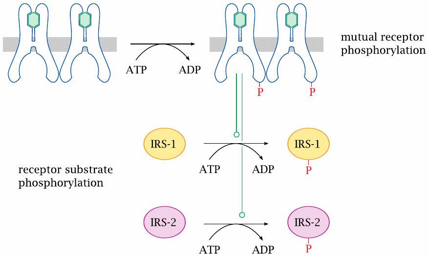 Illustration showing the phosphorylation of insulin receptor
                    substrates by the activated receptor
