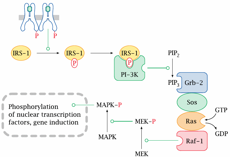 Schematic of a transcriptional regulation pathway downstream of
                    insulin receptor activation