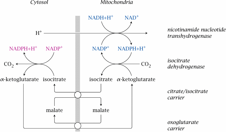 Enzymes and substrate shuttles that support the regeneration of
                    cytosolic NADPH by isocitrate dehydrogenase