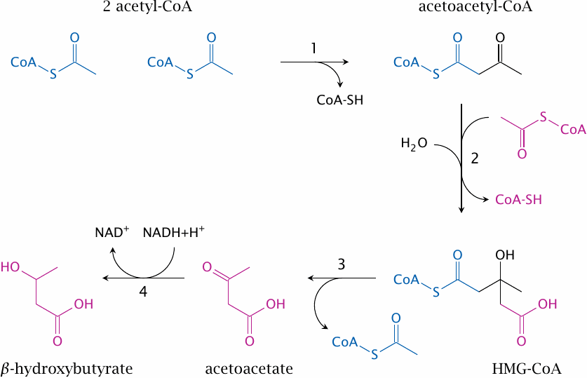 The ketogenesis pathway (formation of acetoacetate and
                    beta-hydroxybutyrate from acetyl-CoA)