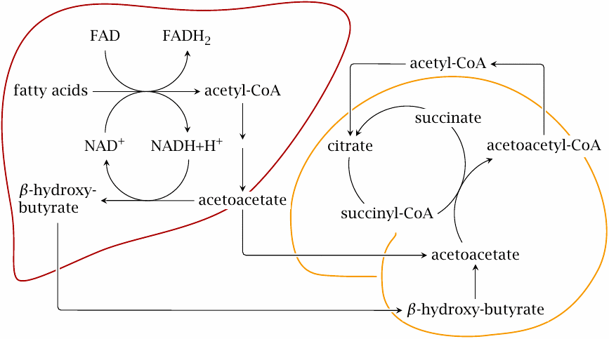 Outline of ketone body metabolism: beta-oxidation in the liver produces
                  acetyl-CoA, which is converted to acetoacetate and beta-hydroxybutyrate. Both are
                  utilized via acetyl-CoA in the brain and other tissues