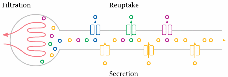 Schematic illustrating filtration and active transport in the nephron