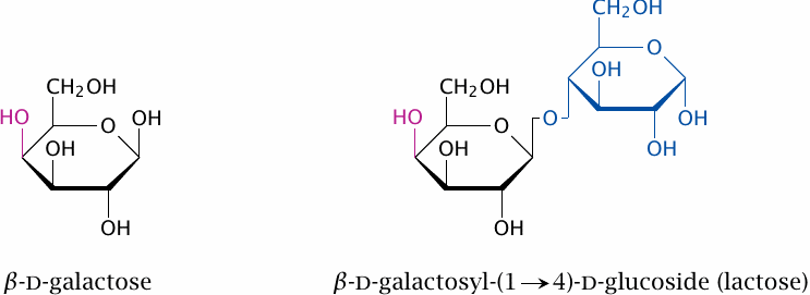 Structures of galactose and lactose