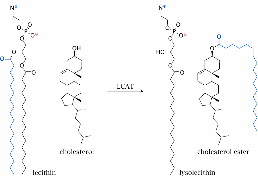 Substrates and products of the lecithin-cholesterl acyltransferase
                    reaction