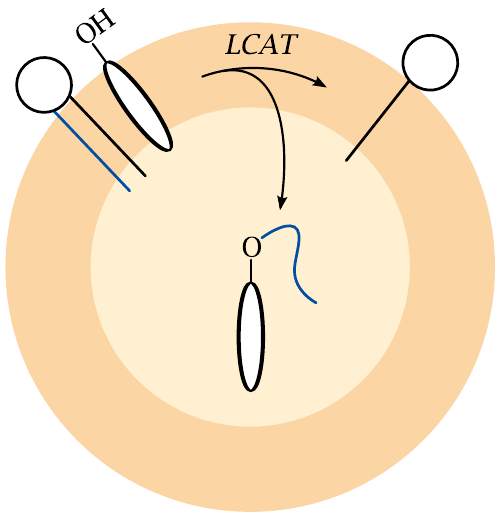 Schematic illustrating the formation of cholesterol esters at the
                    surface of lipoprotein particles, and their redistribution to the particle
                    interior