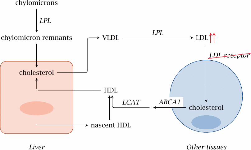 Schematic showing the effect of LDL receptor deficiency on lipoprotein
                    levels