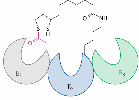 Schematic illustrating the function of lipoamide in the pyruvate
                    dehydrogenase reaction