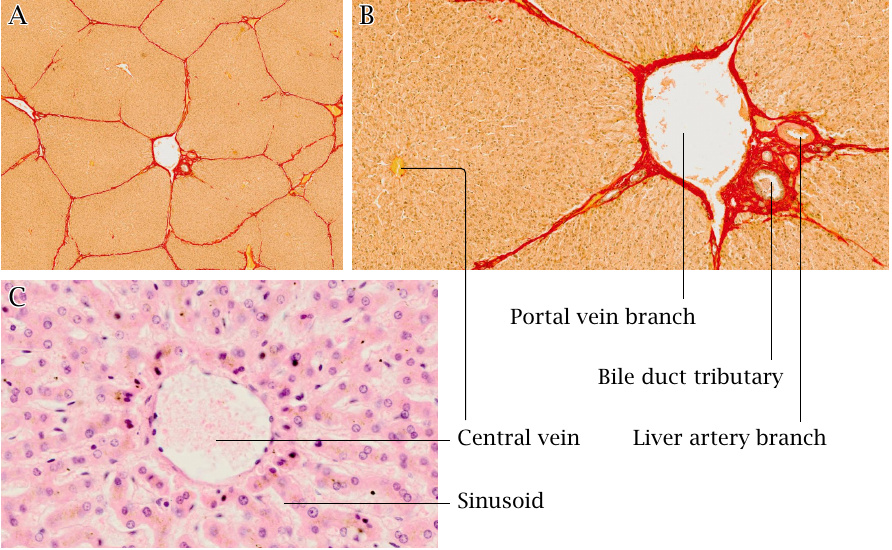 Microscopic image of liver tissue structure, showing lobuli and
                    corresponding branches of blood vessels