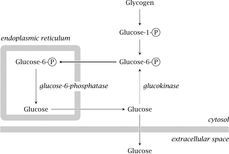 Overview of glycogen utilization in the liver: glucose is
                    dephosphorylated and released into the circulation