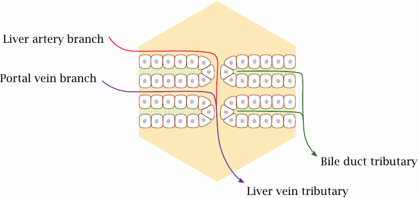 Schematic liver lobule fine structure, showing that liver cells are in
                    direct contact with flowing blood on the basolateral side, and with bile
                    canaliculi on the apical side