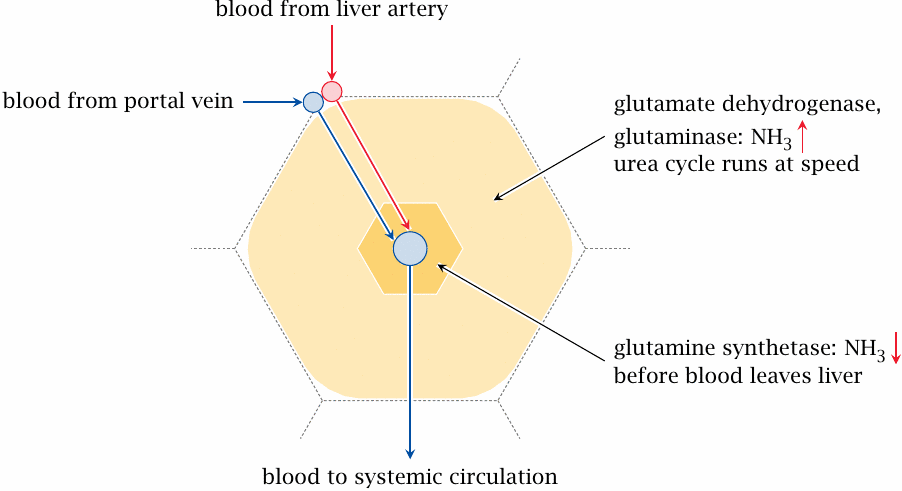 Schematic illustrating the distribution of glutaminase and glutamine
                    synthetase within the liver lobule