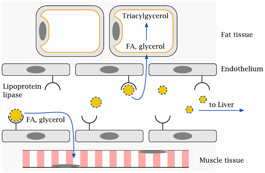 Schematic illustrating the processing of chylomicrons by capillary
                    endothelia: lipoprotein lipase at the inner cell surface cleaves triacylglycerol
                    to release fatty acids and glycerol, which are taken up by cells in the
                    surrounding tissues