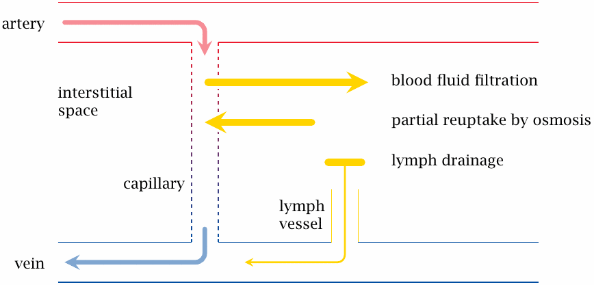 Schematic overview of lymph flow: interstitial fluid is produced by
                    filtration across capillary walls and drained by lymph vessels toward the venous
                    side of the circulation