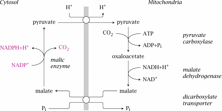 Enzymes and substrate shuttles that support the regeneration of
                    cytosolic NADPH by malic enzyme