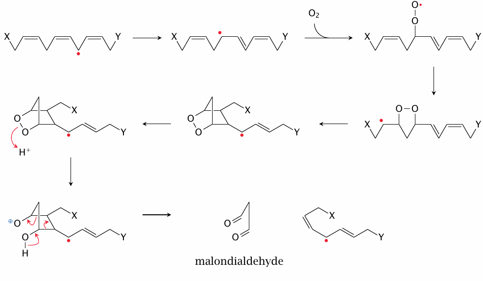 Toxic products of lipid peroxidation: malondialdehyde