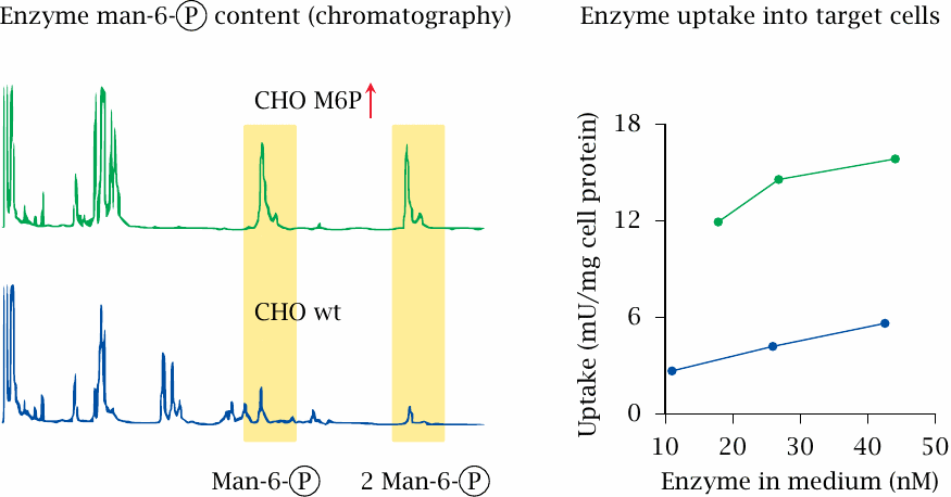 Optimization of acid maltase glycosylation