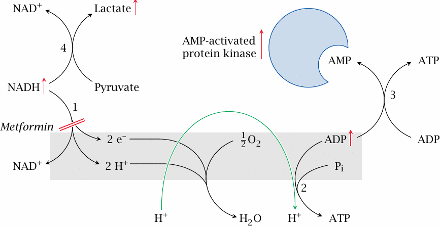 Schematic illustrating a hypothetical action mode of metformin, a
                    biguanide drug